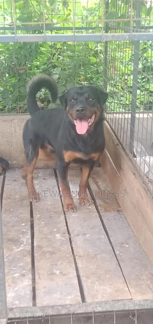 1+ year Male Purebred Rottweiler - main view