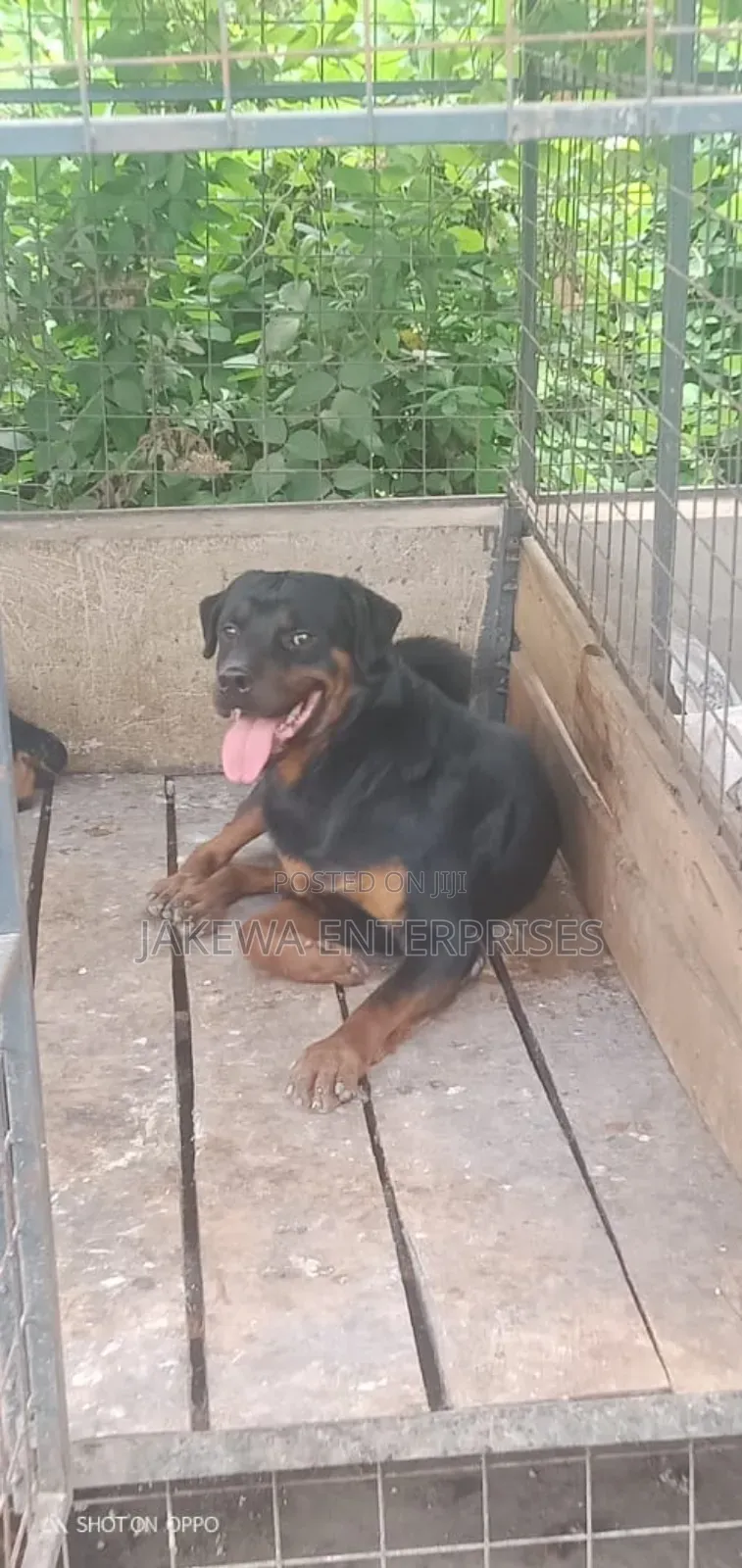 1+ year Male Purebred Rottweiler
