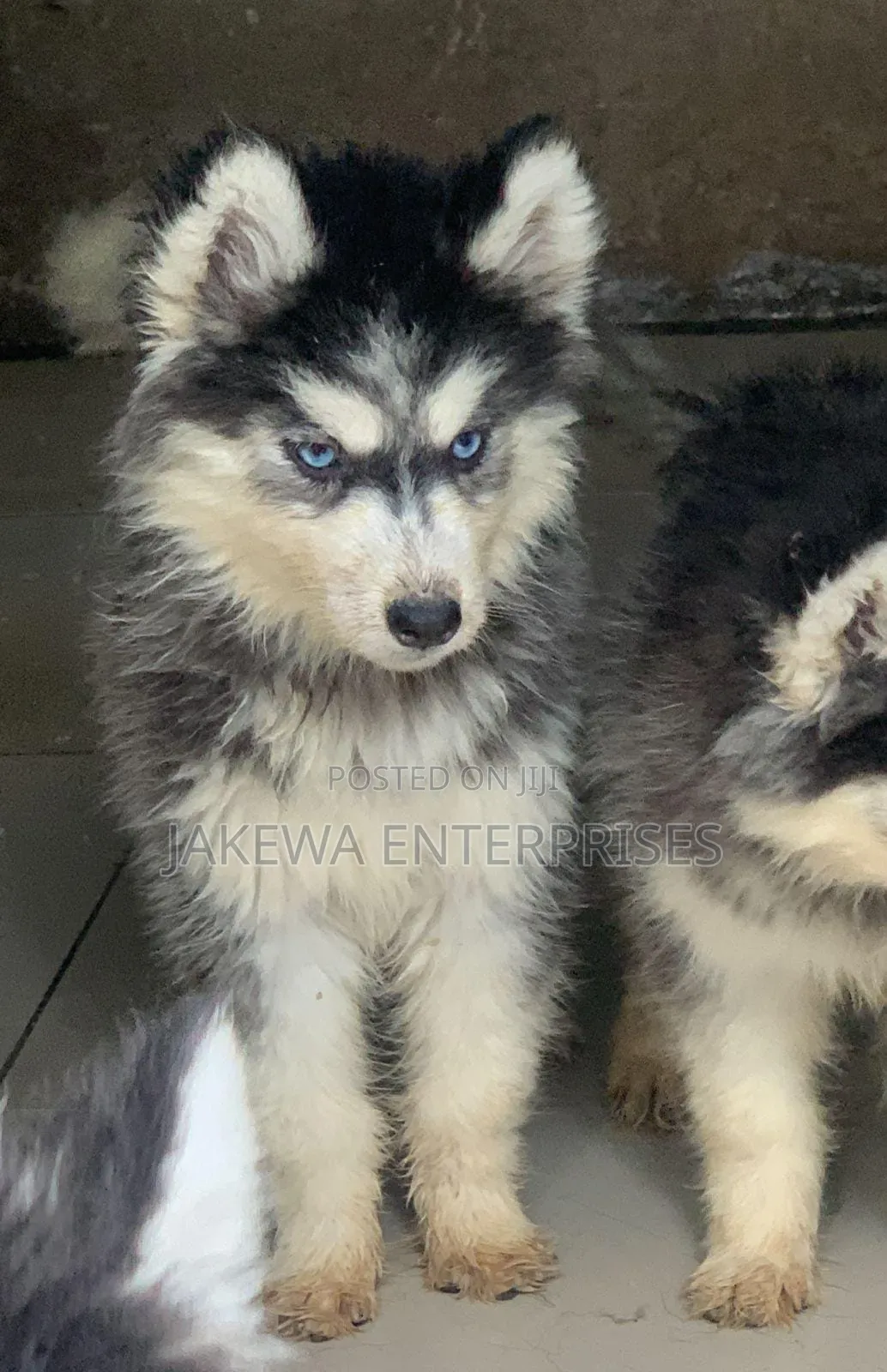 1-3 months Female Purebred Siberian Husky
