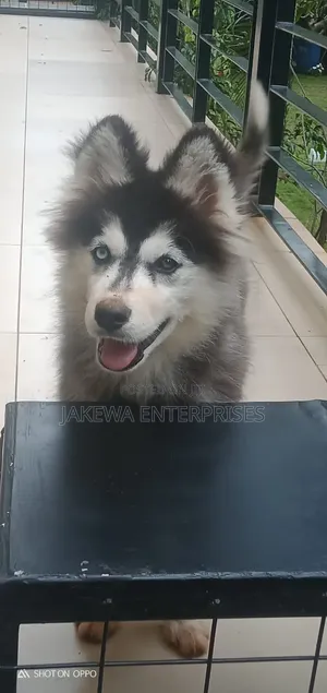 1-3 months Female Purebred Siberian Husky