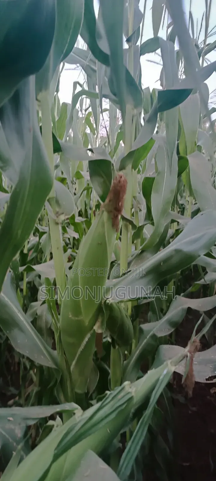 Prime Land 1.5 Acres in Kirinyaga County