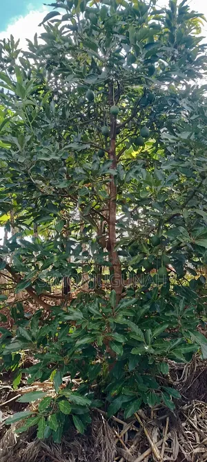 Prime Land 1.5 Acres in Kirinyaga County