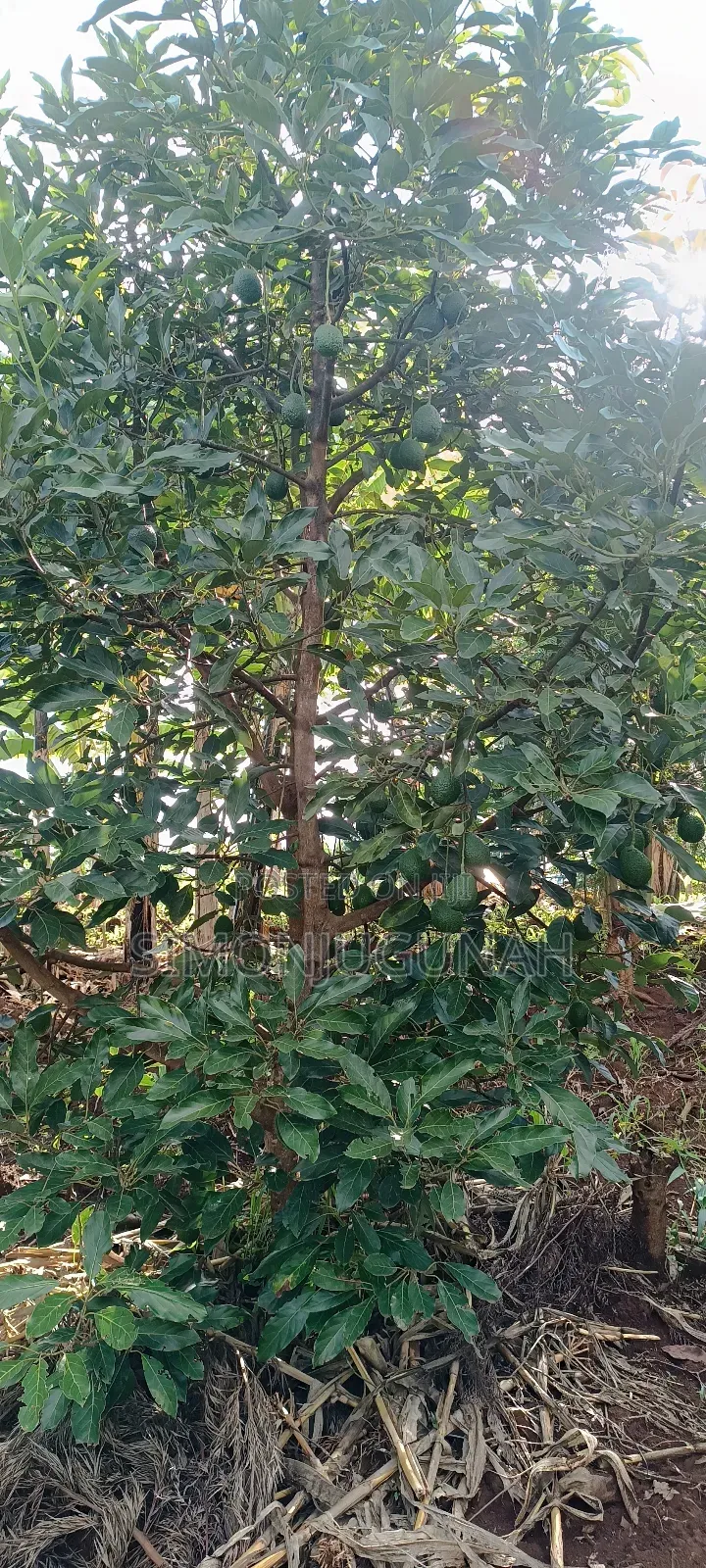 Prime Land 1.5 Acres in Kirinyaga County