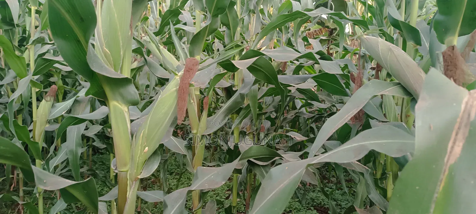 Prime Land 1.5 Acres in Kirinyaga County