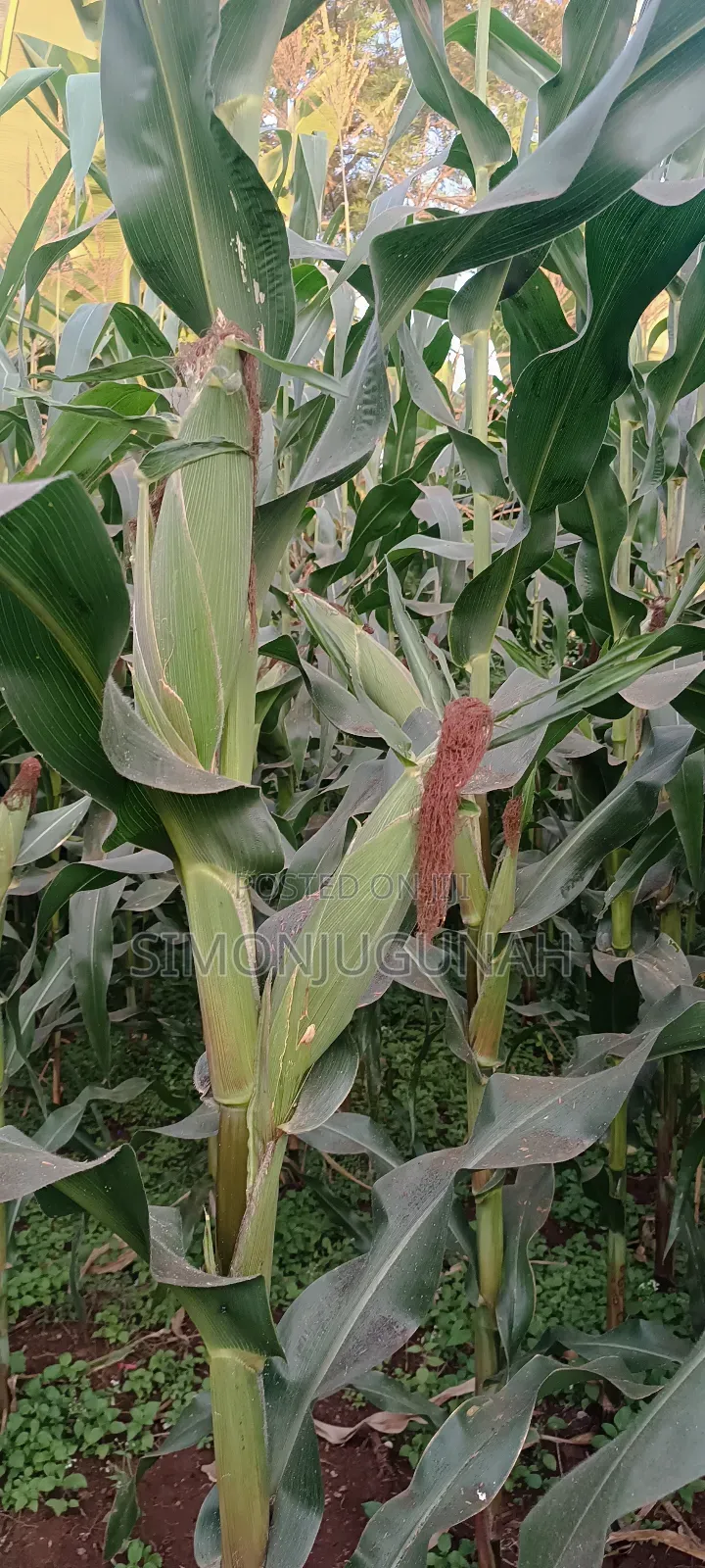 Prime Land 1.5 Acres in Kirinyaga County