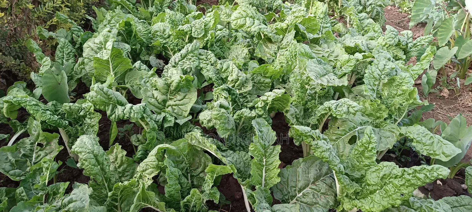Prime Land 1.5 Acres in Kirinyaga County