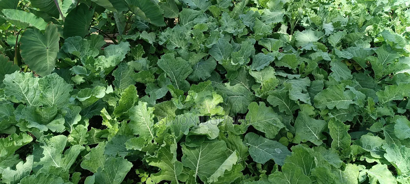 Prime Land 1.5 Acres in Kirinyaga County