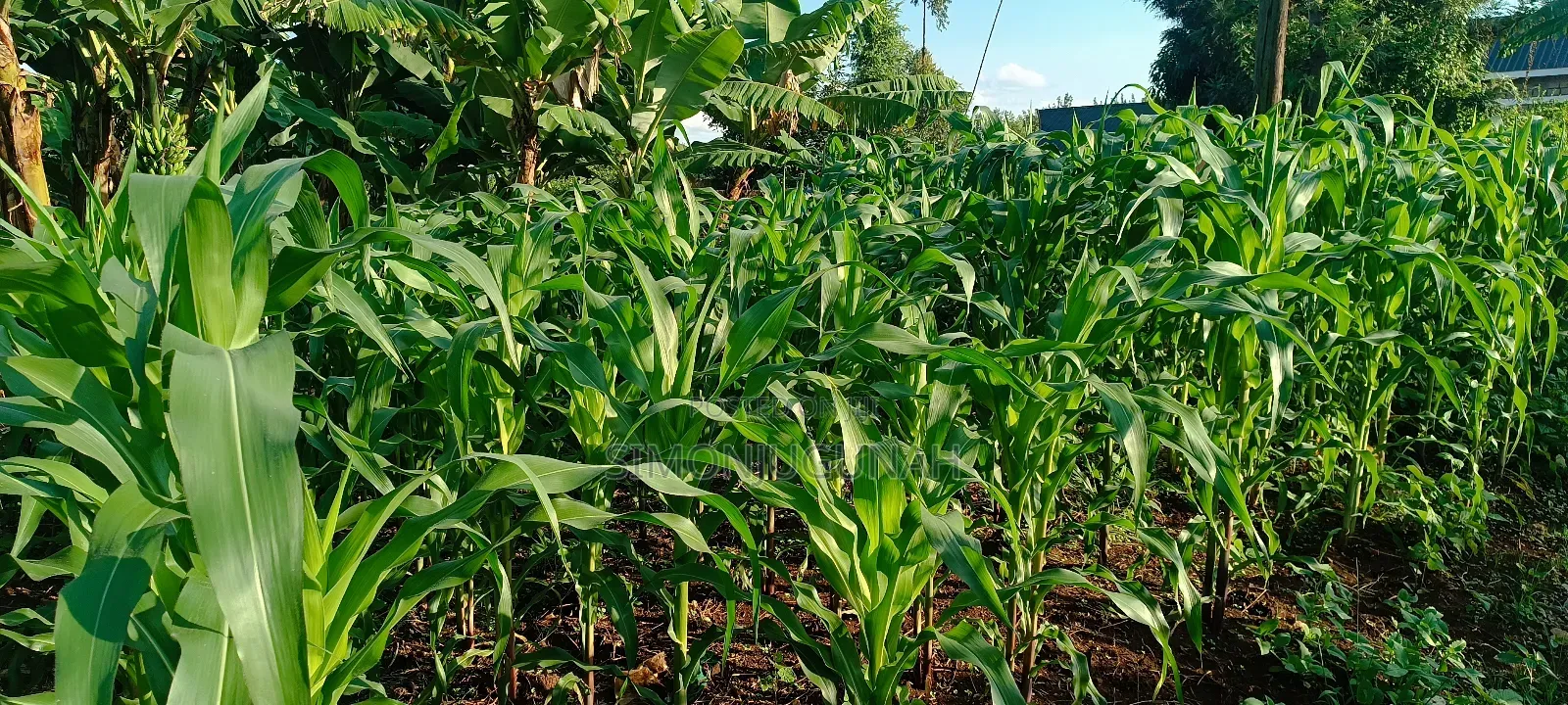 Prime Land 1.5 Acres in Kirinyaga County