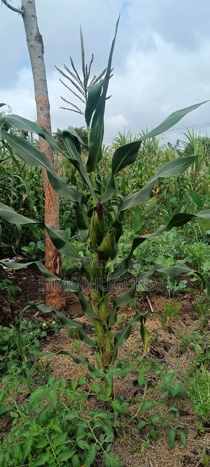 Prime Land 1.5 Acres in Kirinyaga County