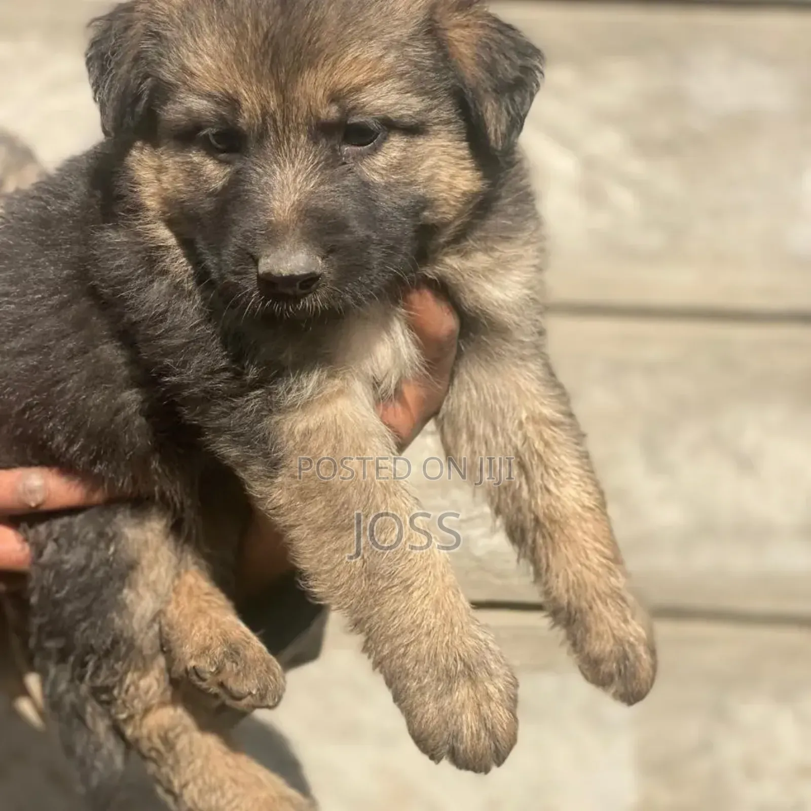 1-3 months Female Purebred German Shepherd