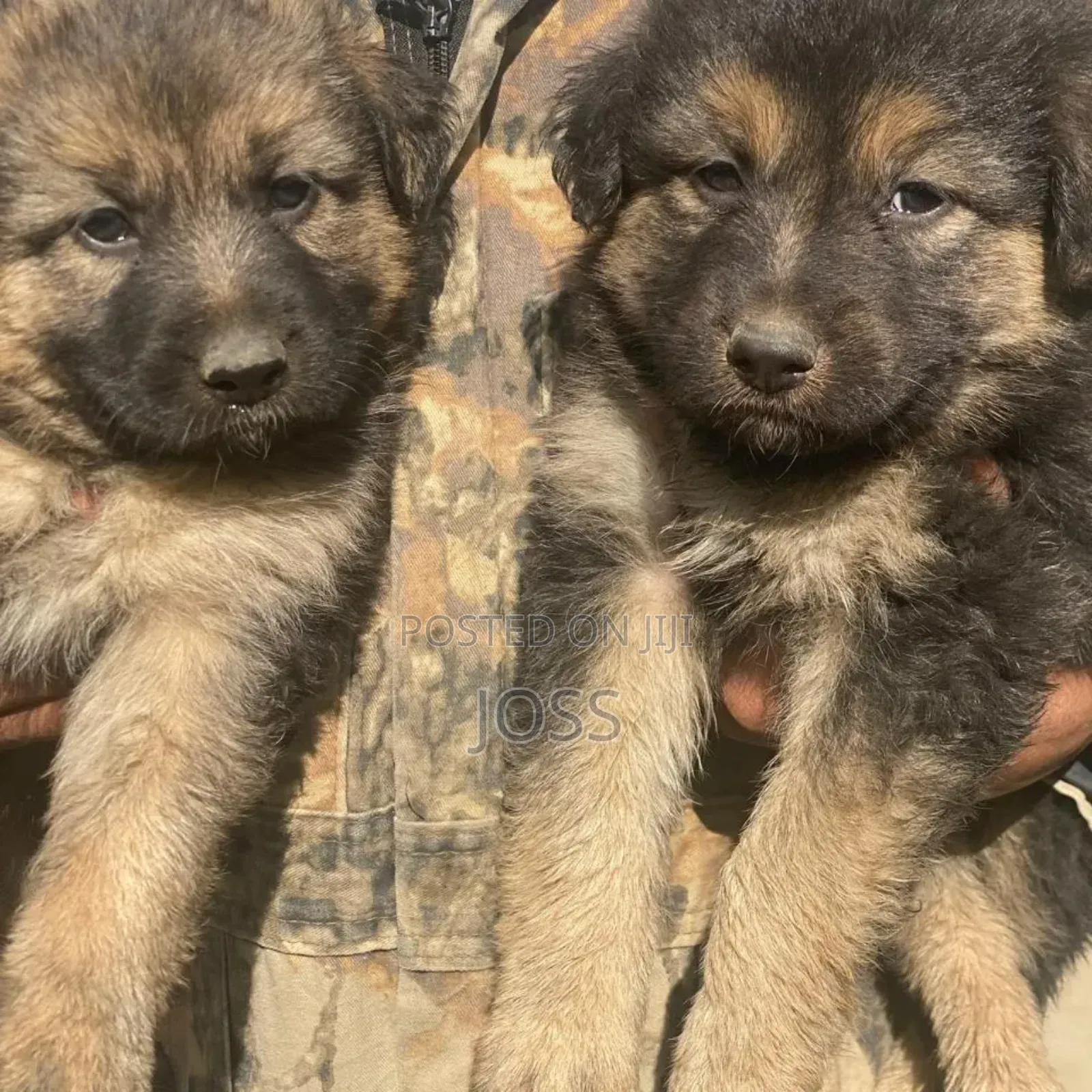 1-3 months Female Purebred German Shepherd