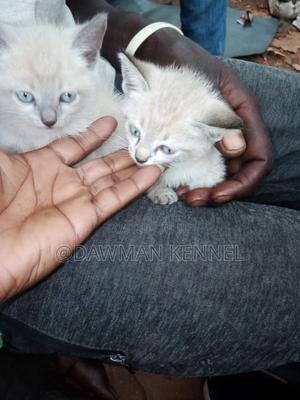 1-3 months Male Purebred Siamese - thumbnail 2