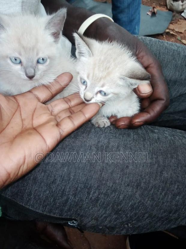 1-3 months Male Purebred Siamese - main view