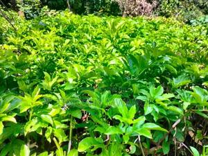 Grafted Purple Passion Seedlings - thumbnail 2