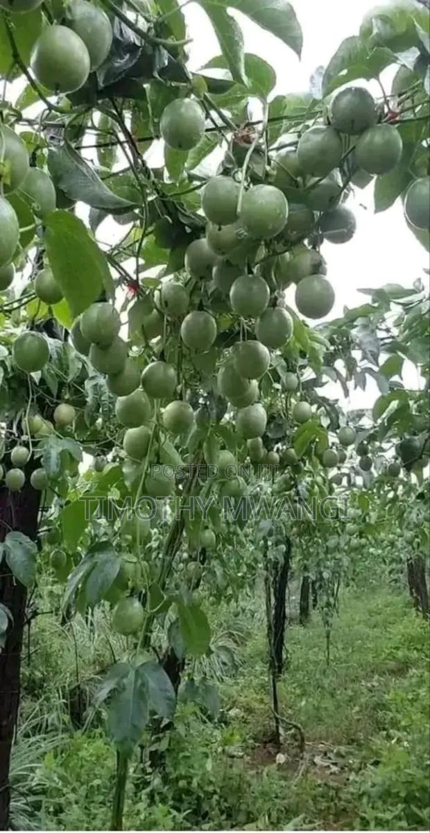 Grafted Purple Passion Seedlings - thumbnail 3