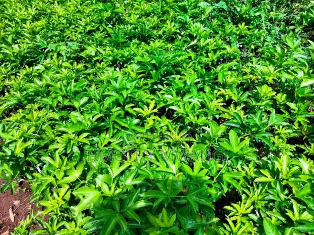 Grafted Purple Passion Seedlings - thumbnail 4