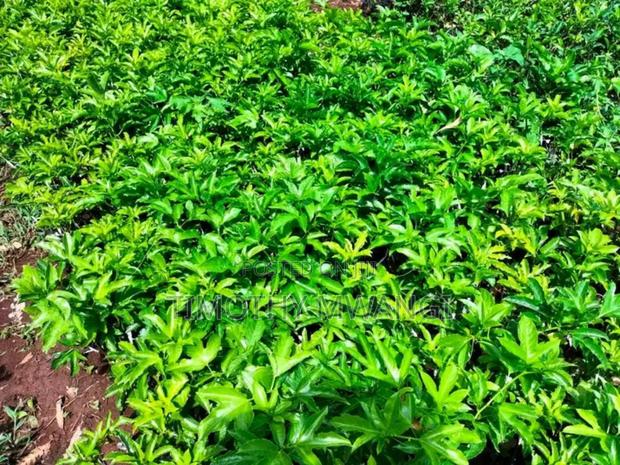 Grafted Purple Passion Seedlings - thumbnail 5