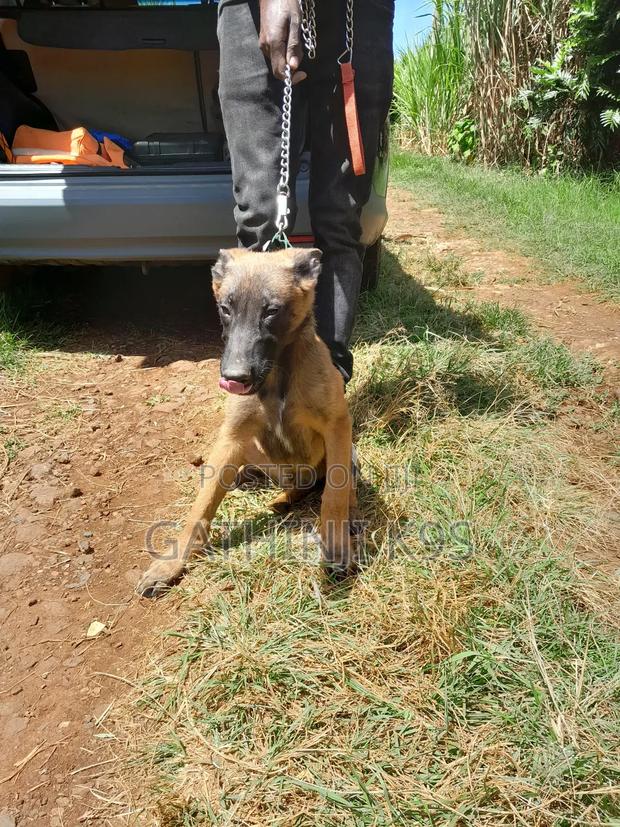 6-12 months Male Purebred Belgian Malinois - thumbnail 2