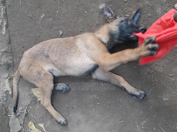 6-12 months Male Purebred Belgian Malinois