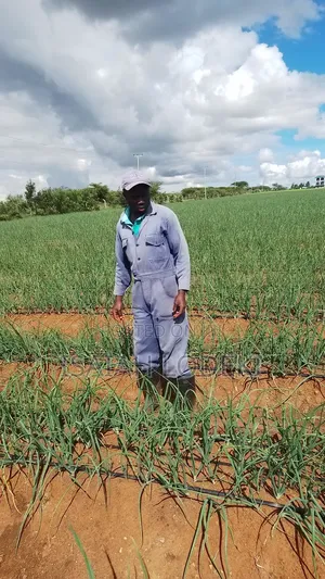 Drip Irrigation Installation Agrotec