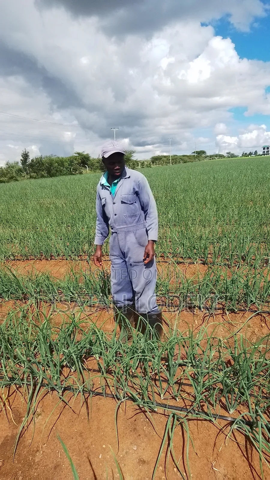 Drip Irrigation Installation Agrotec