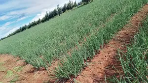 Drip Irrigation Installation Agrotec