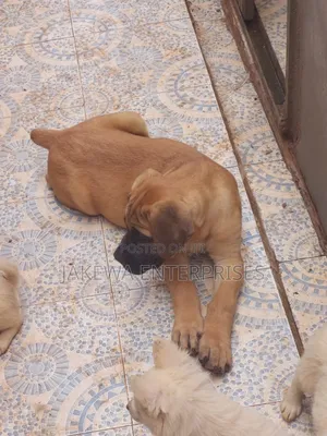 1-3 months Male Purebred Boerboel