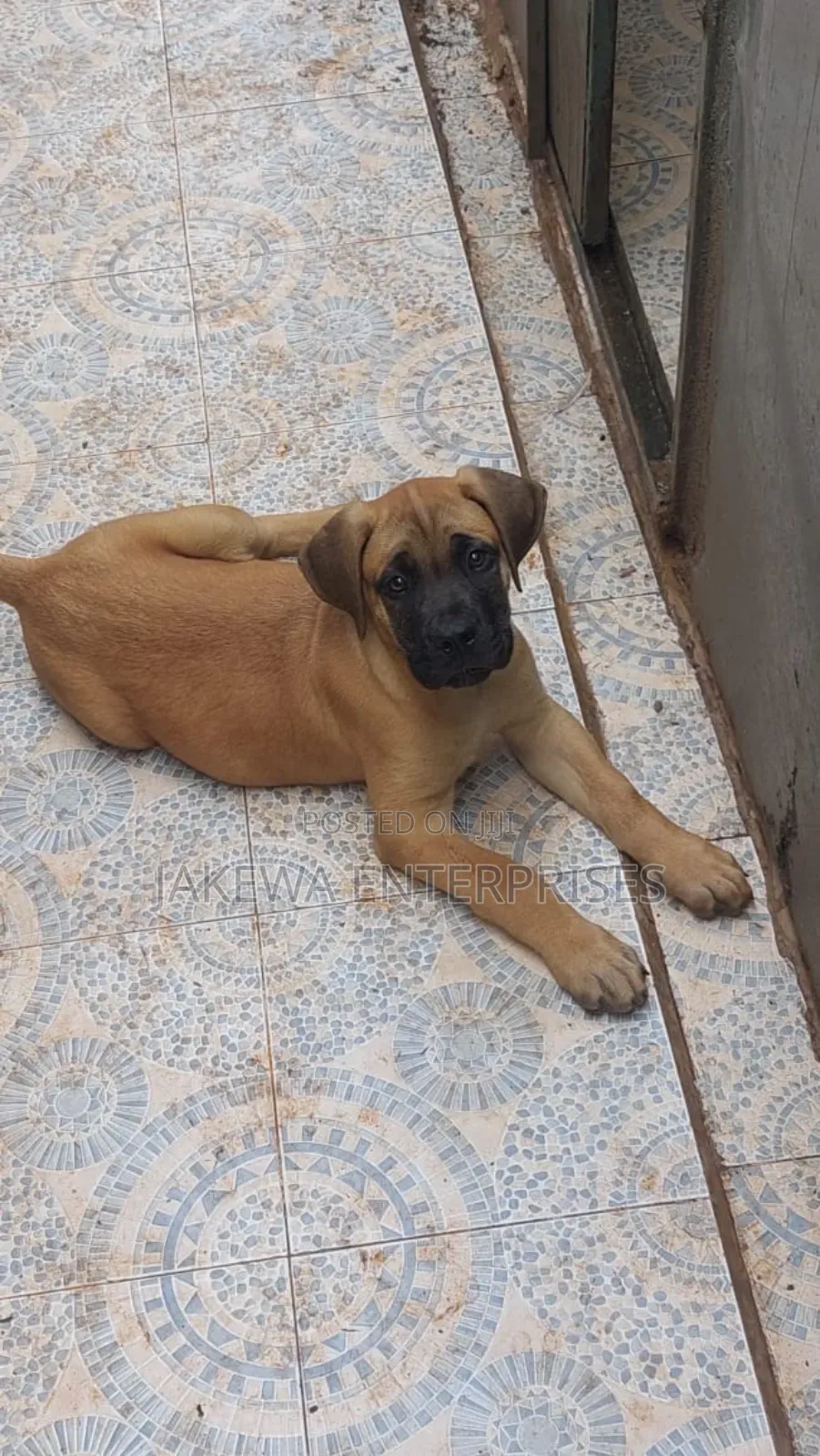 1-3 months Female Purebred Boerboel