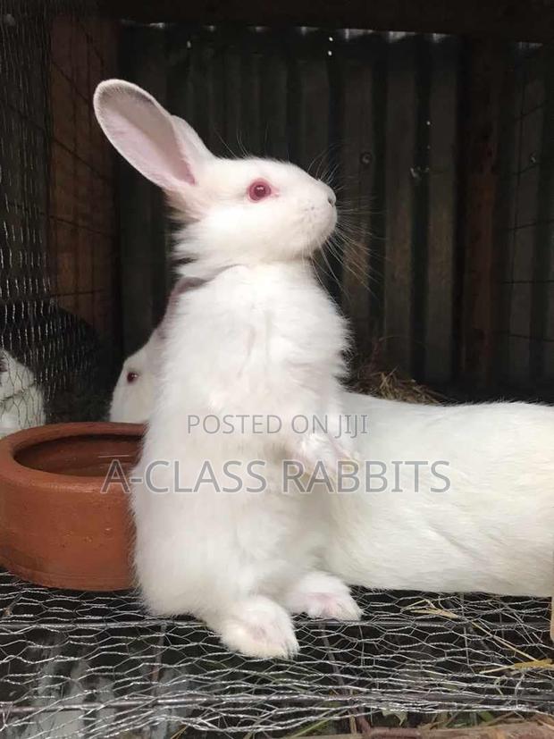 Rabbit Kits / Breeders - main view