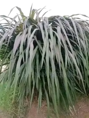 Australian Red Napier Grass Cuttings - 50 Pieces