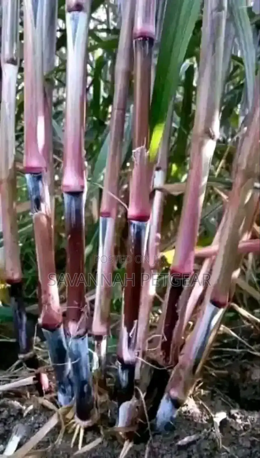 Australian Red Napier Grass Cuttings - 50 Pieces