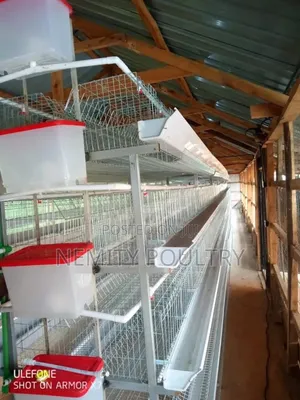 H Type Cages 128 Layers Birds