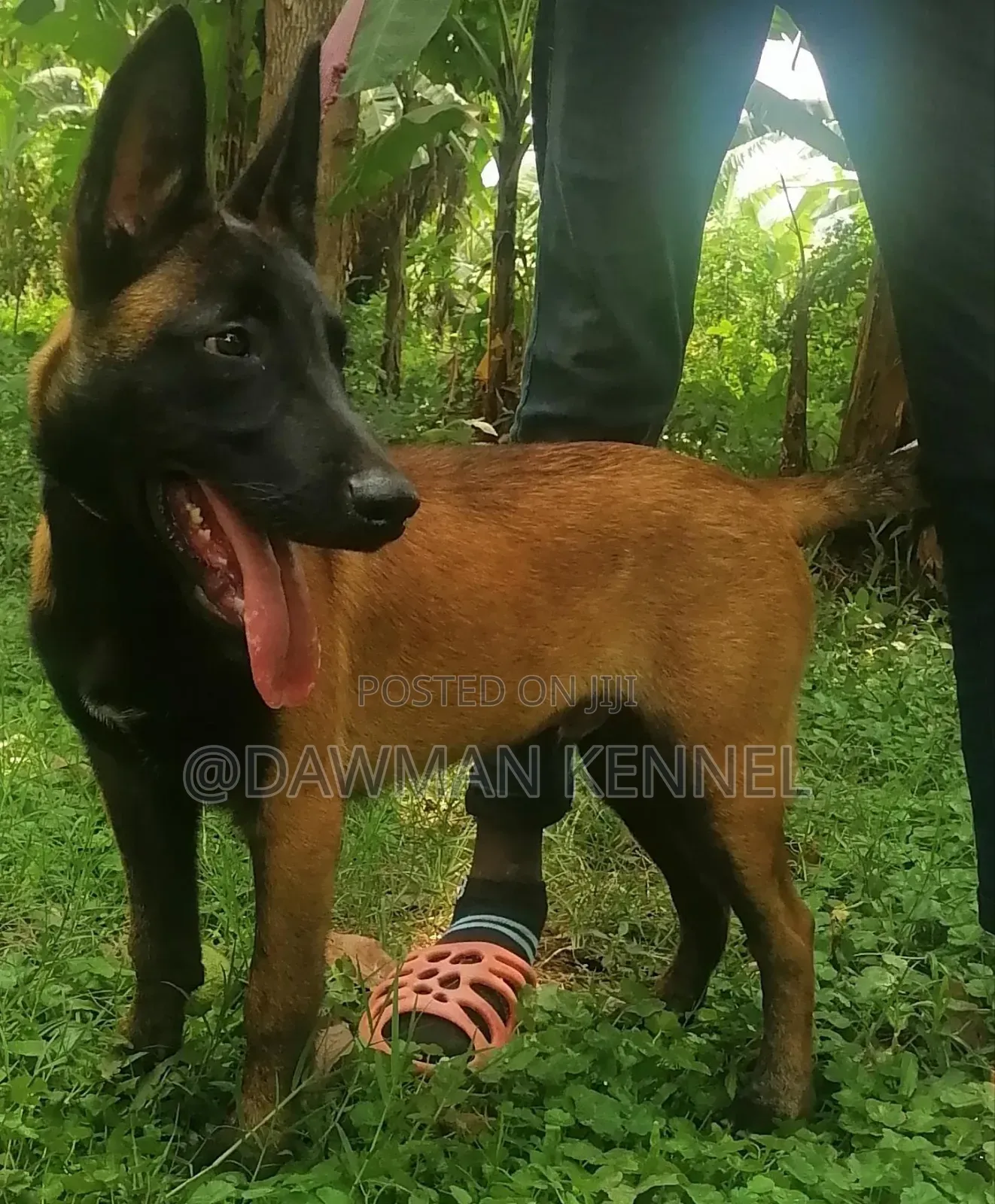 3-6 months Male Purebred Belgian Malinois