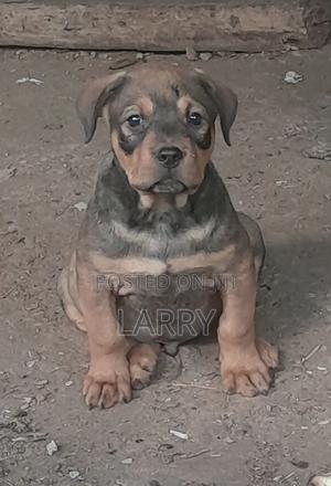 1-3 months Male Purebred Boerboel - thumbnail 2