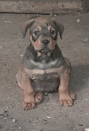 1-3 months Male Purebred Boerboel