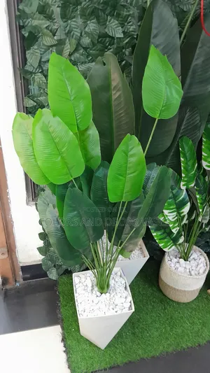 Banana Plant, Plastic Vase With Pebble Stones
