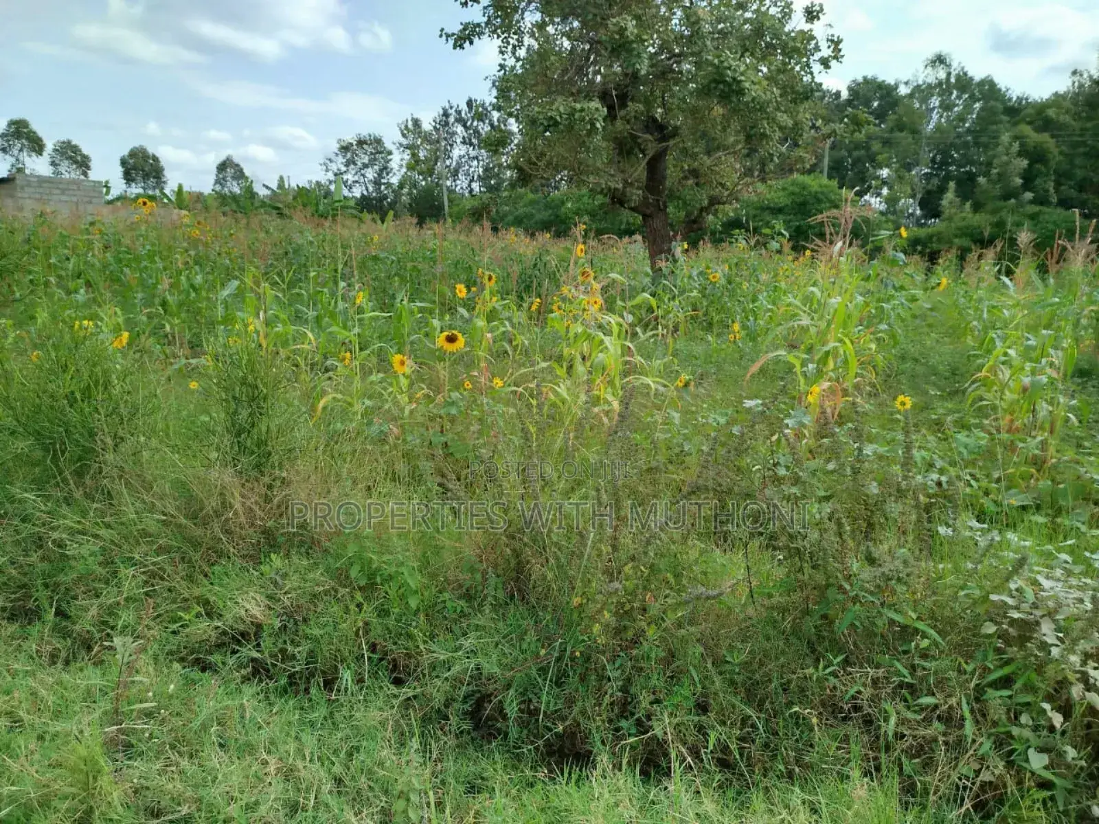 1/2 Acre for Sale in Kandongu, Mwea, Kirinyaga.