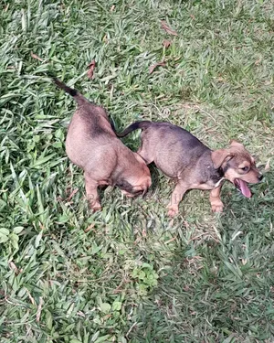 1-3 months Male Purebred Boerboel