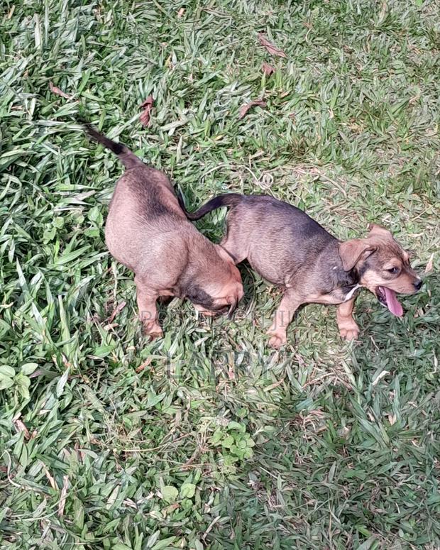 1-3 months Male Purebred Boerboel