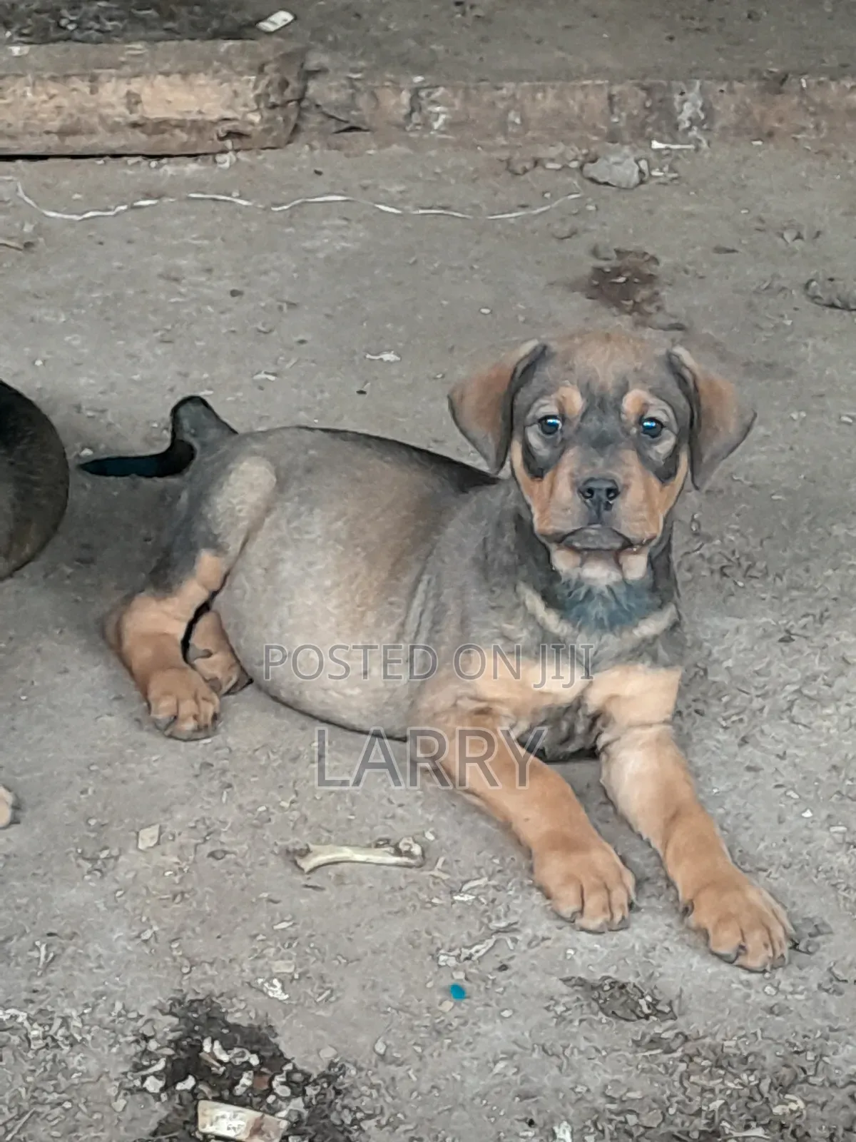 1-3 months Male Purebred Boerboel
