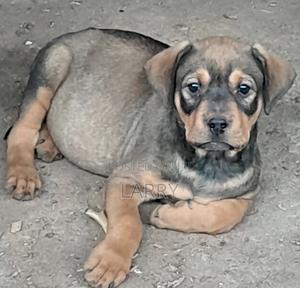 1-3 months Female Purebred Boerboel - thumbnail 2