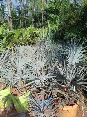 Bismarckia Nobilis Palm