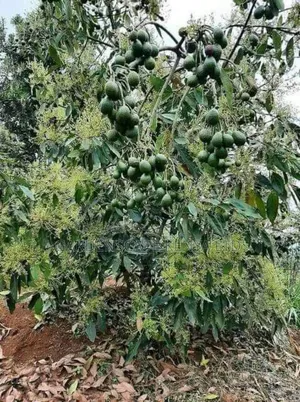 Hass Avocado Seedlings