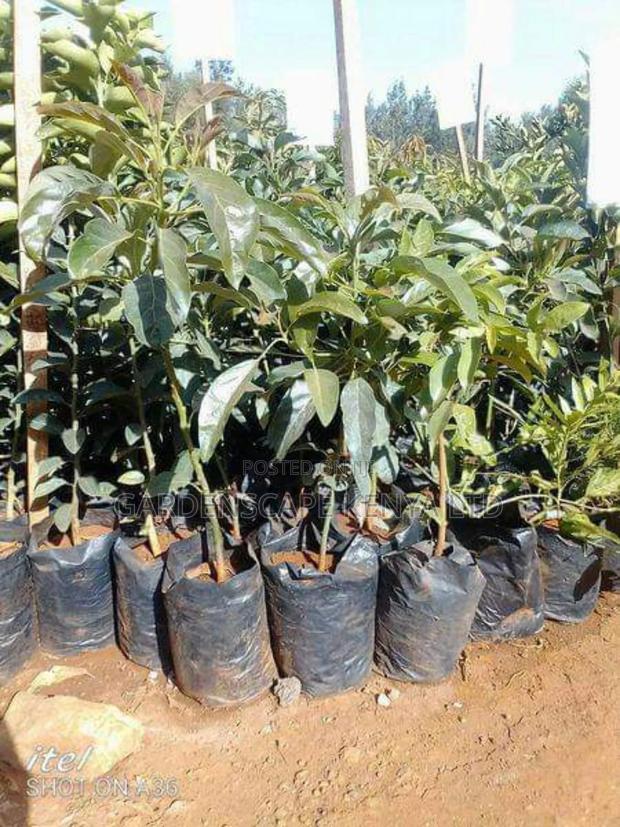 Hass Avocado Seedlings - thumbnail 2