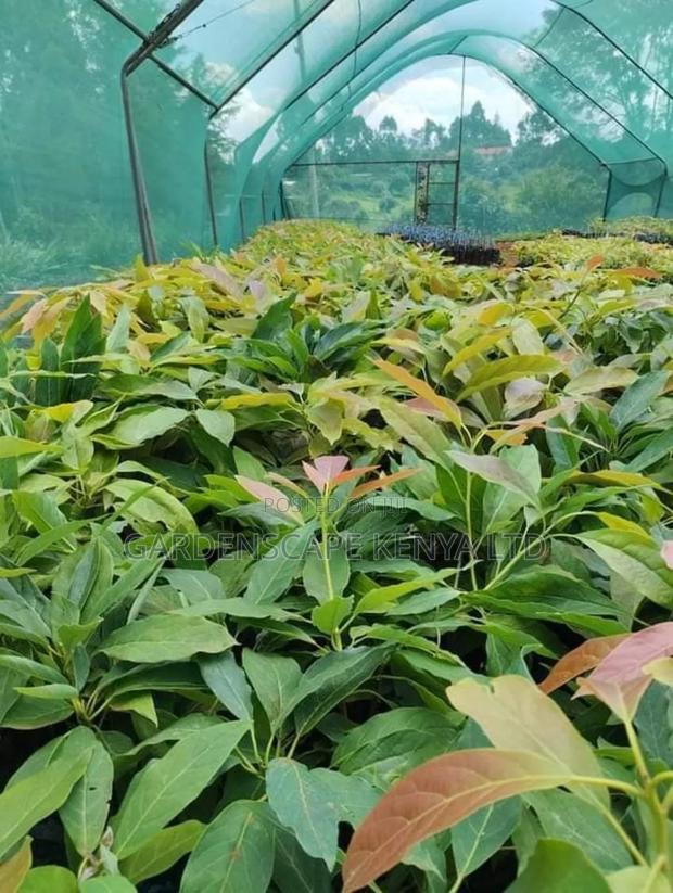 Hass Avocado Seedlings - thumbnail 3