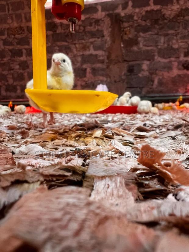 Auto Chicken Nipple Drinkers - main view