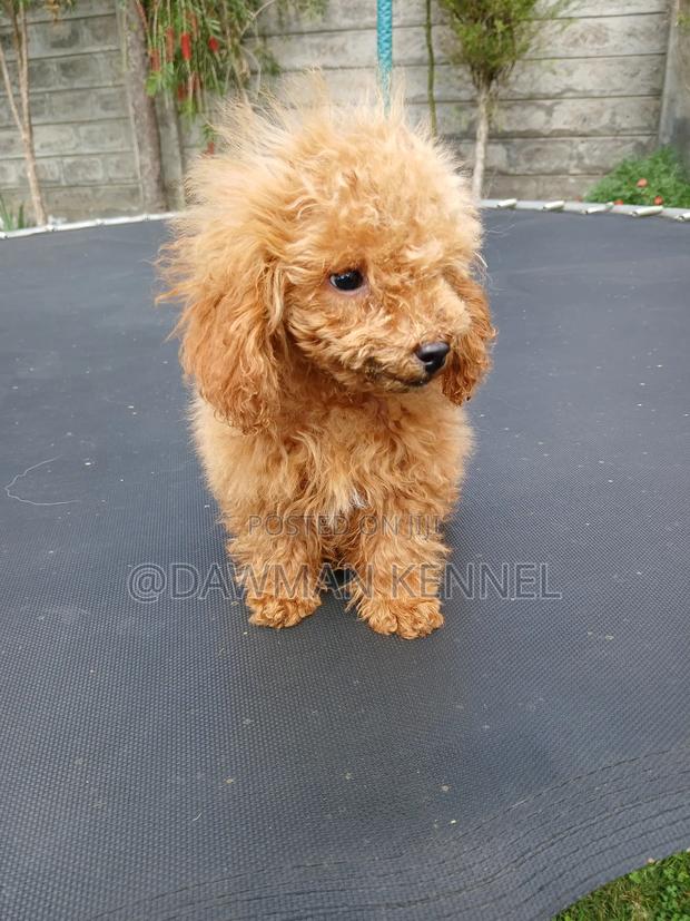 1-3 months Male Purebred Poodle - main view