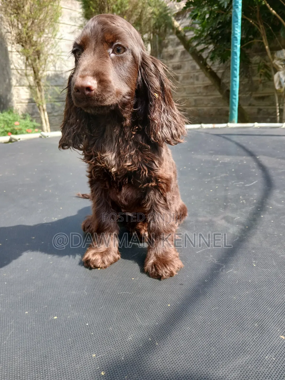 1-3 months Male Purebred English Cocker Spaniel