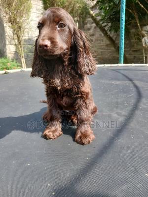 1-3 months Male Purebred English Cocker Spaniel - thumbnail 2