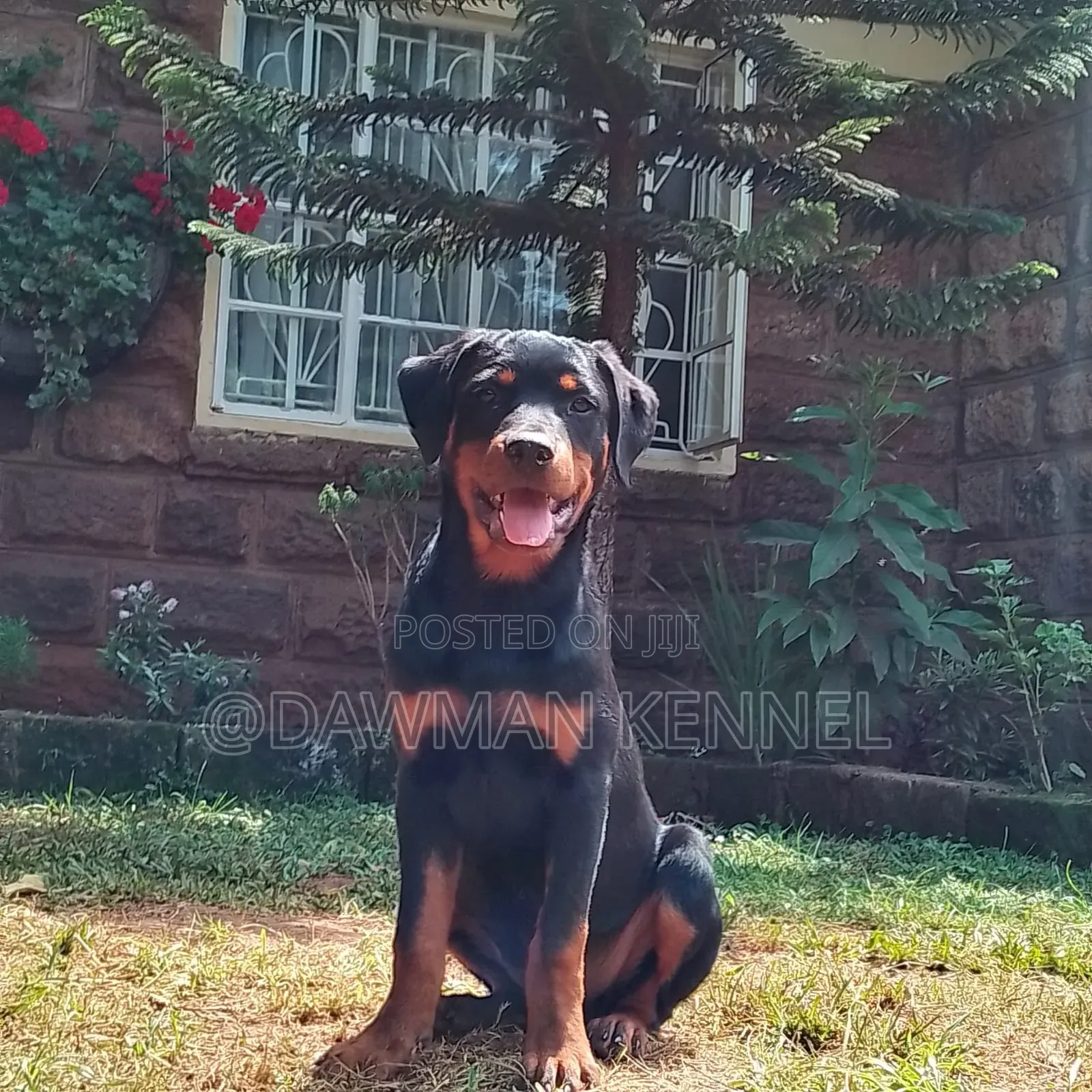 3-6 months Male Purebred Rottweiler